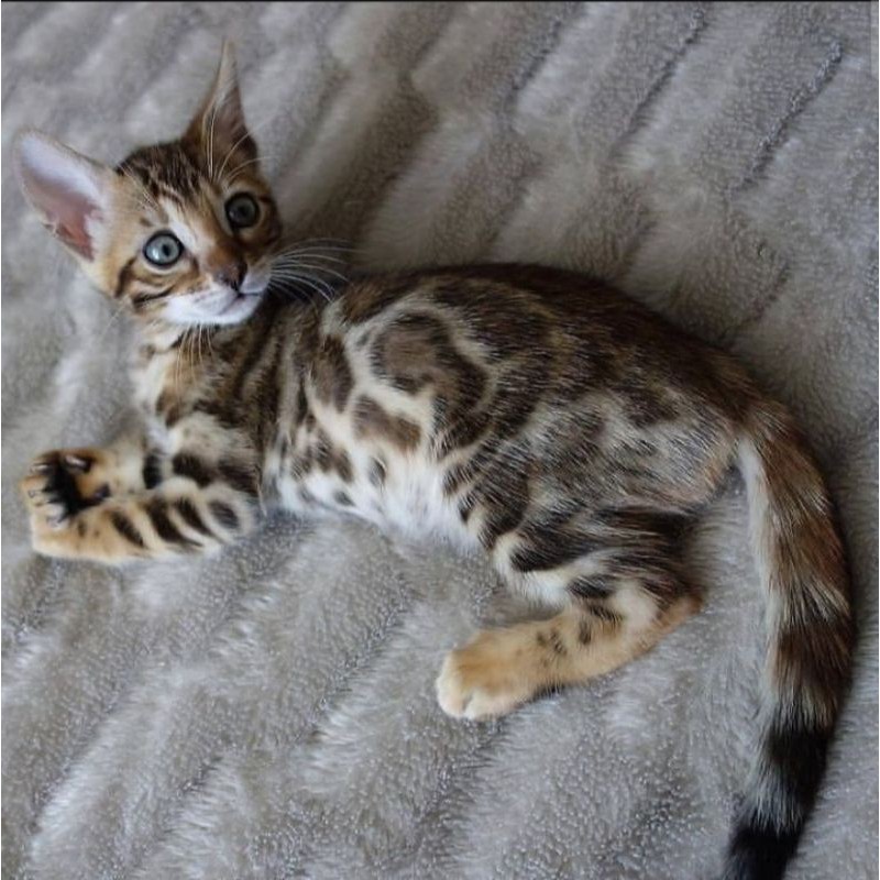 Jual kucing bengal corak bagus | Shopee Indonesia