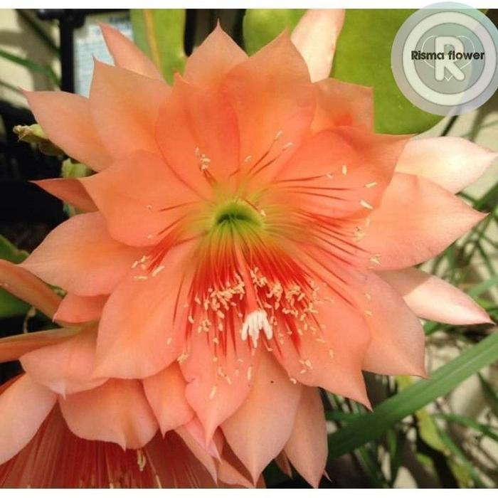 Produk Rach_flower | Shopee Indonesia