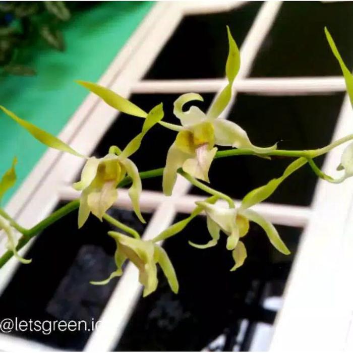 Jual Seedling Anggrek Dendrobium Rabbit Spatulata | Shopee Indonesia