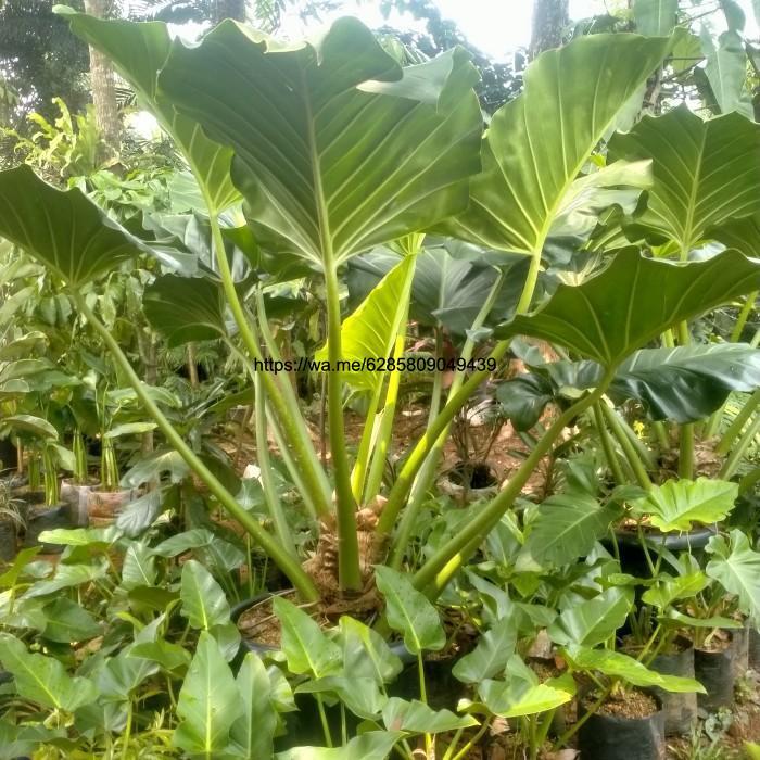 Jual pohon Philo marble besar /marbel jumbo/marbel ukuran besar ...