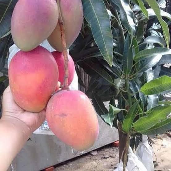 Jual PROMO BIBIT MANGGA MIYAZAKI GOLDEN RED VALID TINGGI 1METER UP ...
