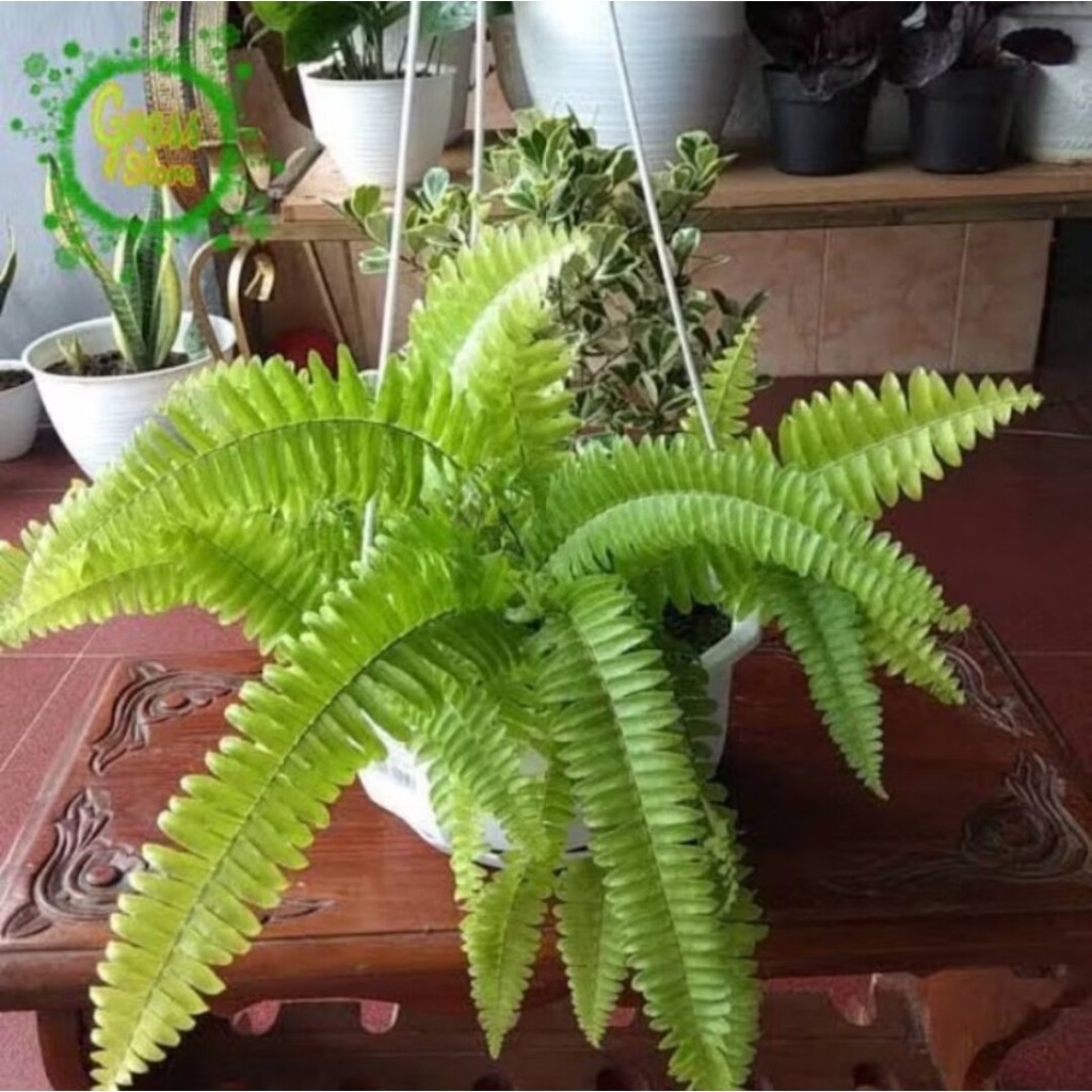 Jual PAKIS BOSTON TANAMAN HIAS ASLI DARI HUTAN | Shopee Indonesia