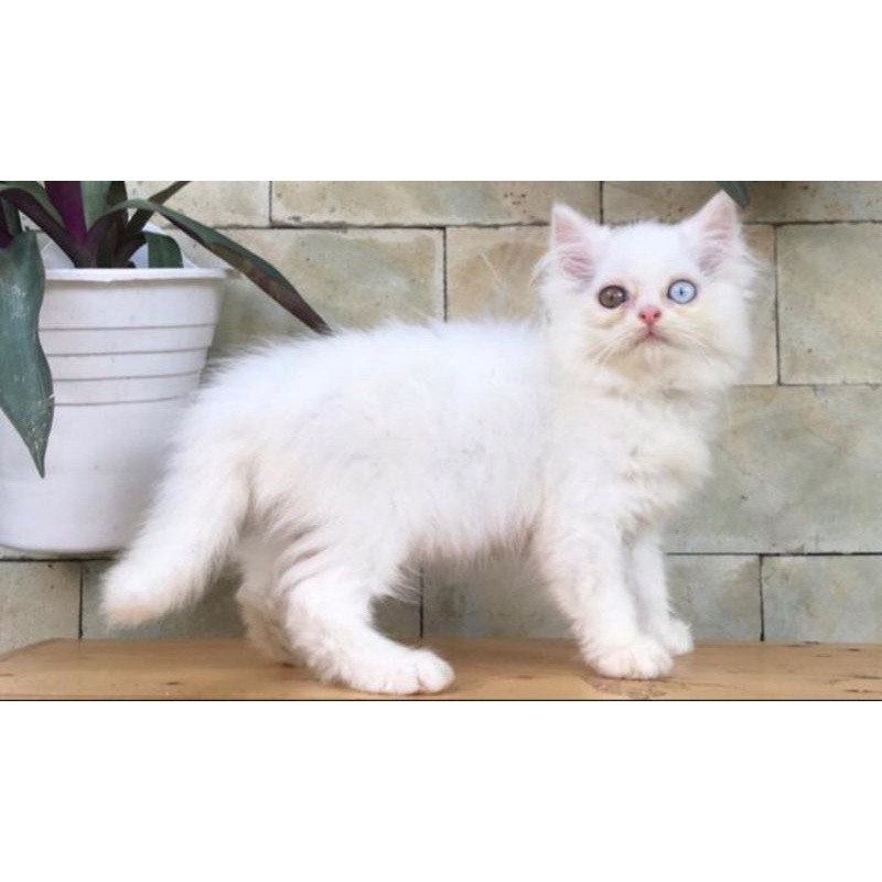 Jual Kucing odd eye betina | Shopee Indonesia