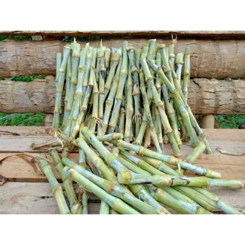 Jual Bibit rumput odot kualitas super 500gram | Shopee Indonesia