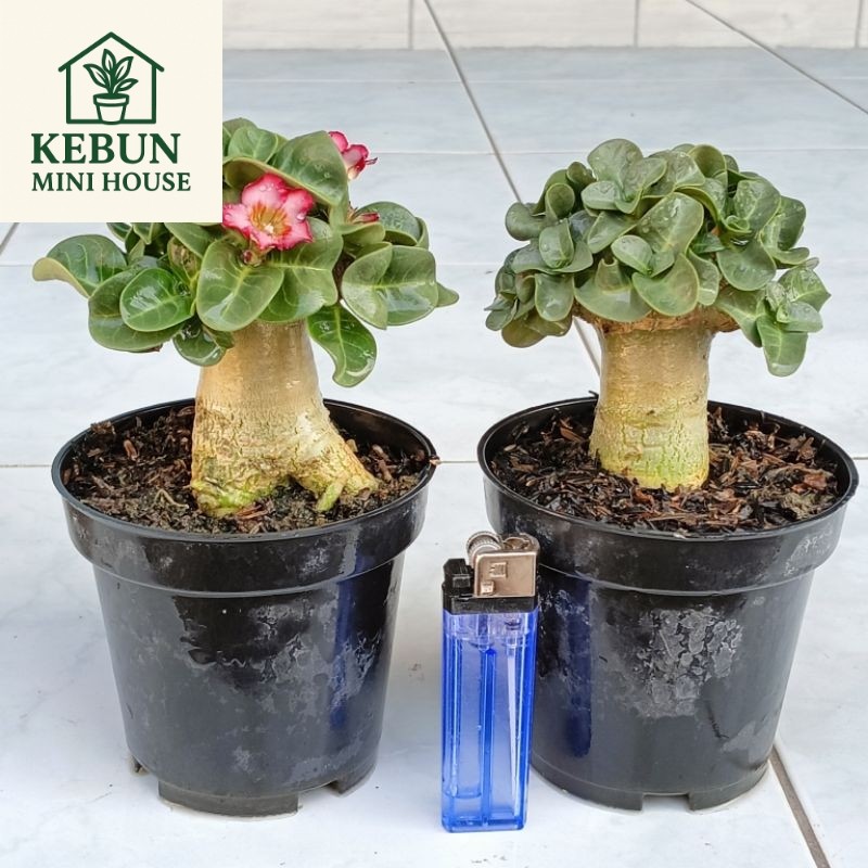 Jual (NEW) Adenium Dha. LOTUS FLOWER ( varian arabikum ) | Shopee Indonesia