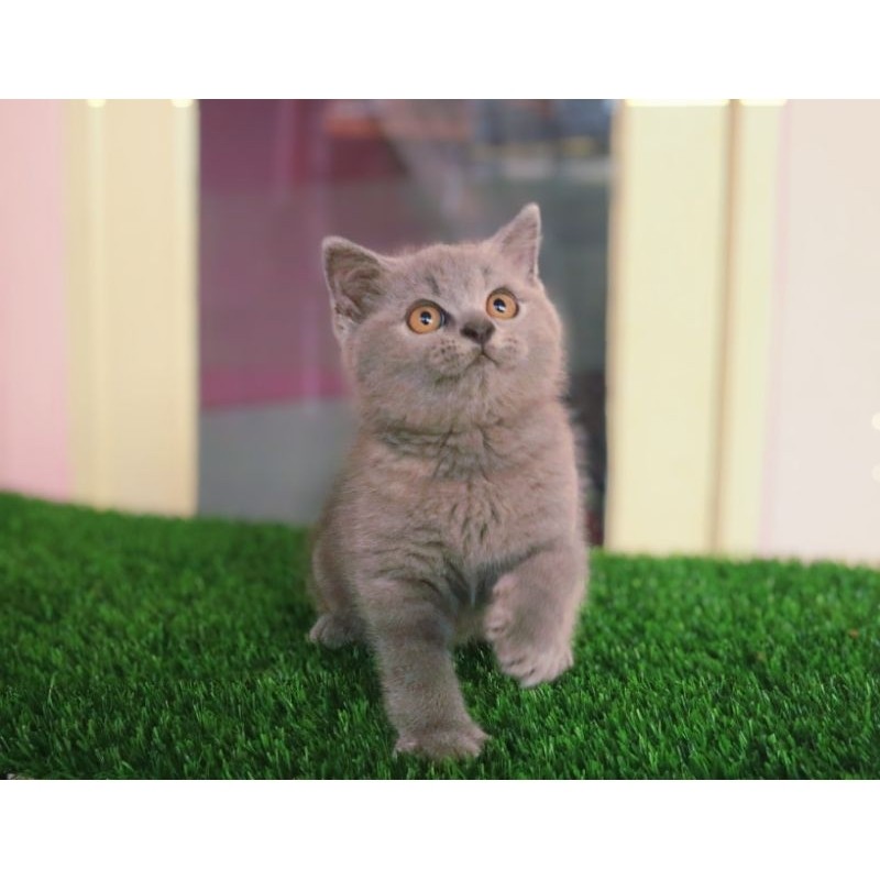 Jual Kucing BSH Terlengkap & Harga Terbaru Juni 2026 | Shopee Indonesia