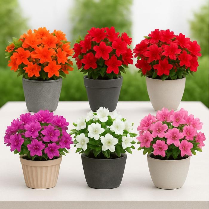 Jual Bunga Azalea Terlengkap & Harga Terbaru Juli 2026 | Shopee Indonesia