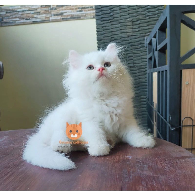 Jual Kucing Munchkin Harga Terbaru Mei 2026 | Shopee Indonesia