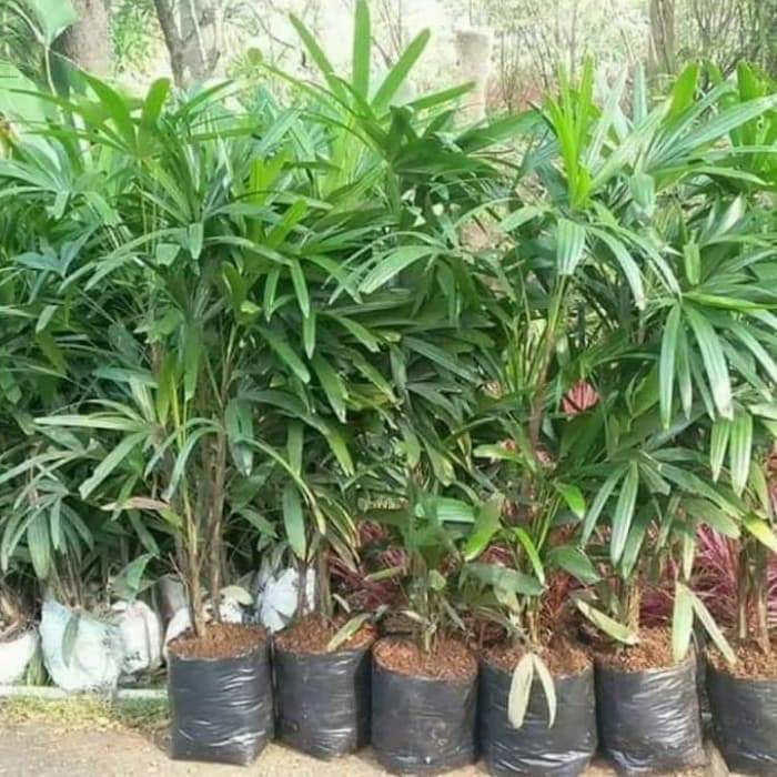 Jual Tanaman Hias Palem Waregu - Plem Regu 20-40cm | Shopee Indonesia