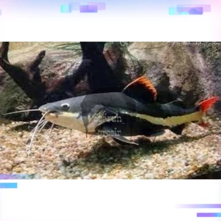 Jual Ikan RTC Terlengkap & Harga Terbaru Februari 2026 | Shopee Indonesia