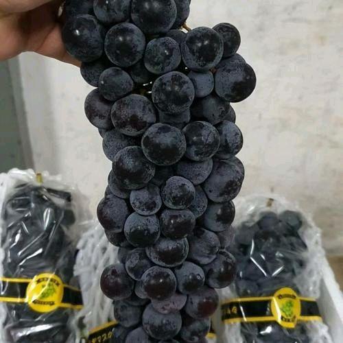 Jual Anggur kyoho black summer grapes / pack | Shopee Indonesia