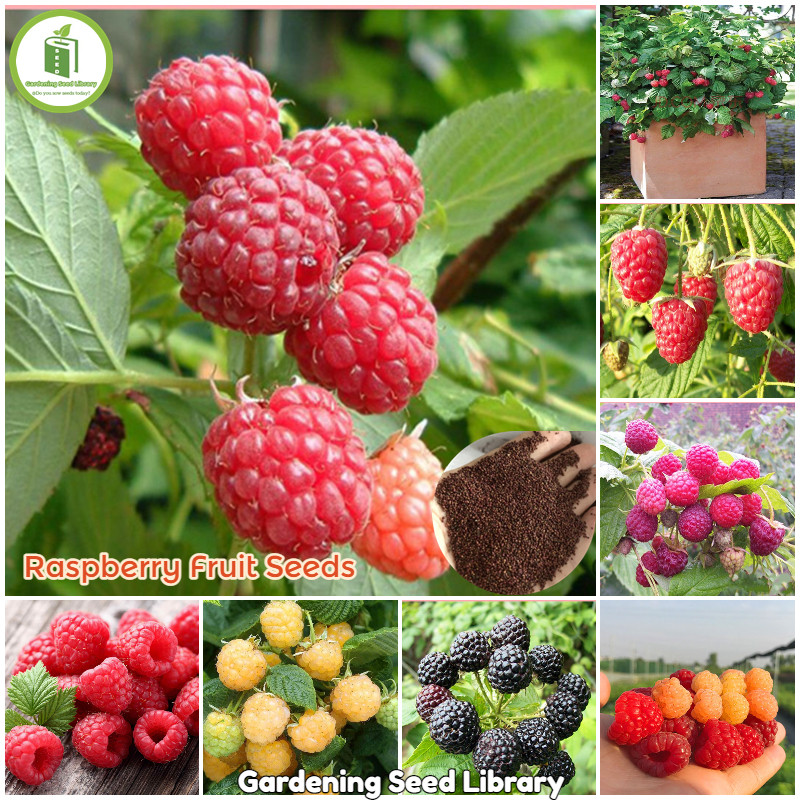 Jual 100 Butir mixed 3 colors Bibit Benih Biji Buah Raspberry Hitam ...