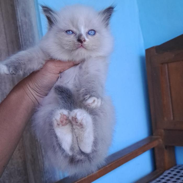 Jual kucing himalaya midol lucu bulet | Shopee Indonesia