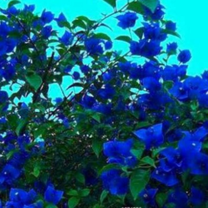 Jual TANAMAN HIAS BUGENVIL BUNGA KERTAS SOFT BIRU//BUNGA BIRU TERLARIS ...