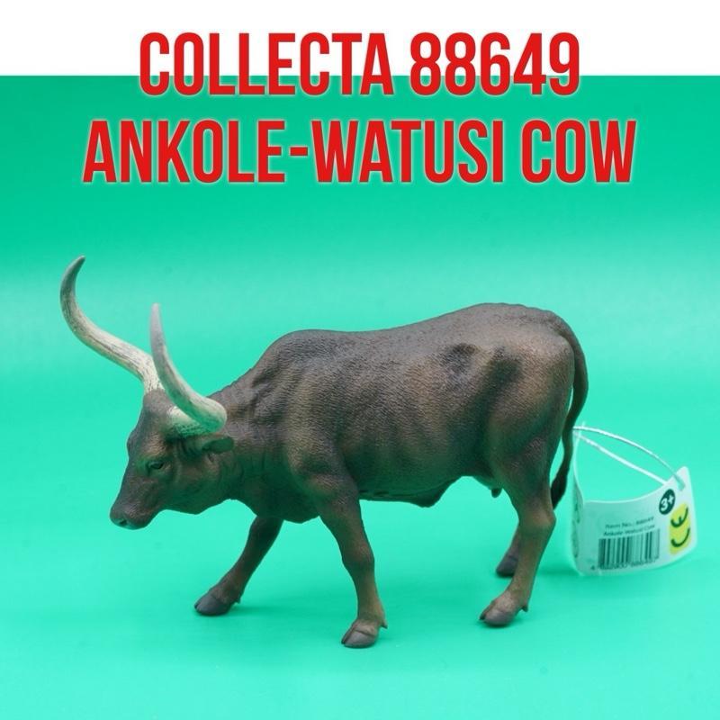 Jual Collecta 88649 | Ankole Watusi Cow Africa Ancoravatusi Sapi Tanduk ...