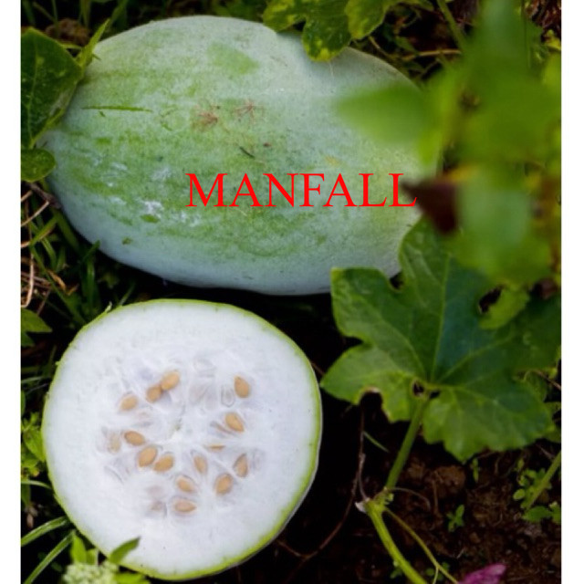 Jual BUAH KUNDUR FRESH 2KG/BUAH BLIGO 2KG/BUAH BELIGO/ BUAH MANISAN ...