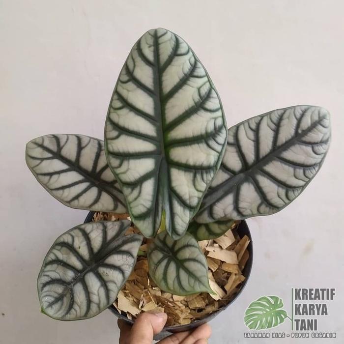 Jual [java raharja] Tanaman hias alocasia - Macam macam jenis tanaman ...