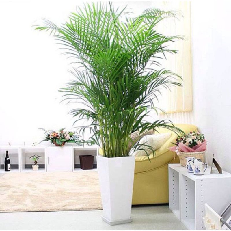 Jual Tanaman Hias Hidup - Palem kuning Rumpun - Ukuran Tinggi 80cm -1 ...