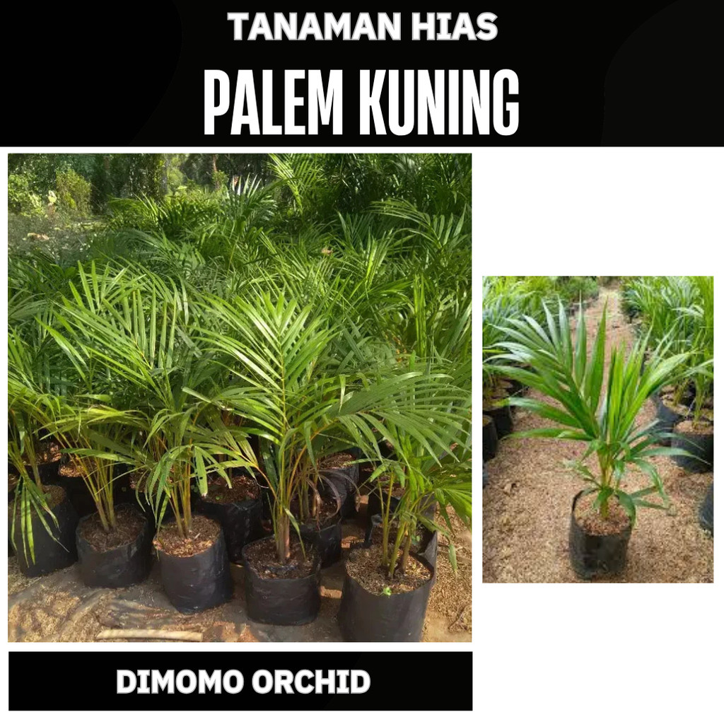 Jual Palem Kuning Rumpun Besar | Tanaman Hias Indoor Outdoor Palem ...