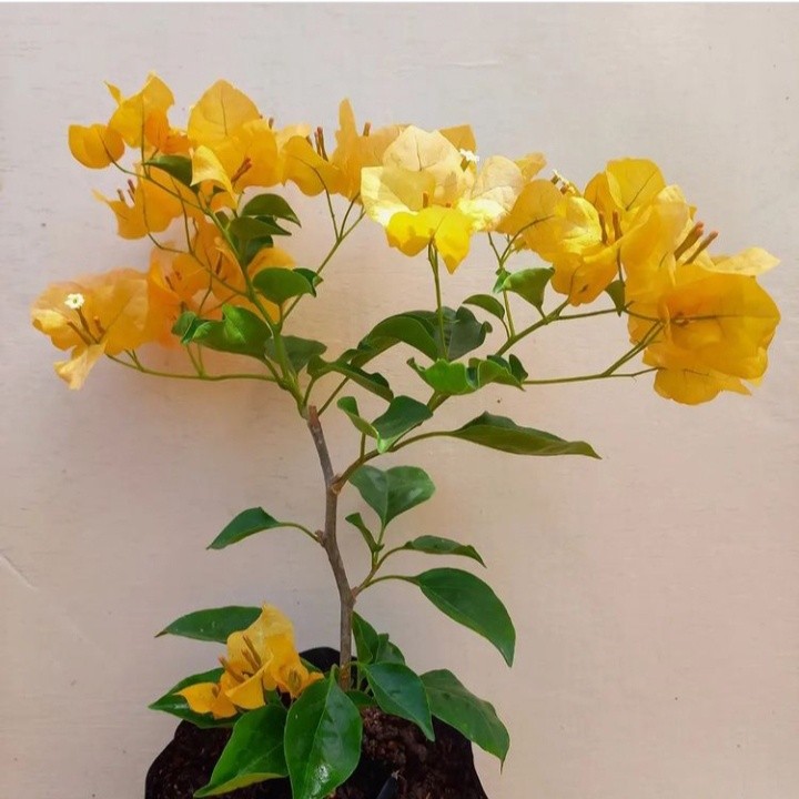 Jual new Tanaman hias bougenville monalisa kuning - bougenville bunga ...