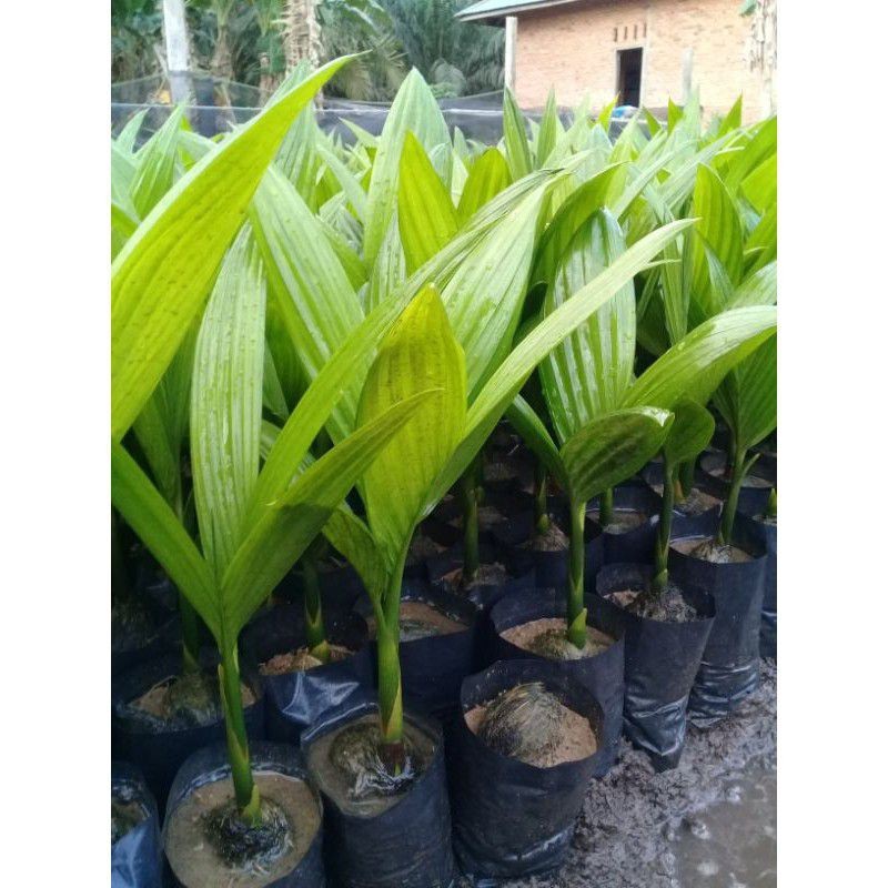 Jual promo' Bibit Pinang, Bibit Pinang Betara Unggul, Bibit Pinang ...