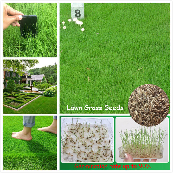 Jual Good Quality Lawn Grass biji RUMPUT JEPANG benih (Each pack ...