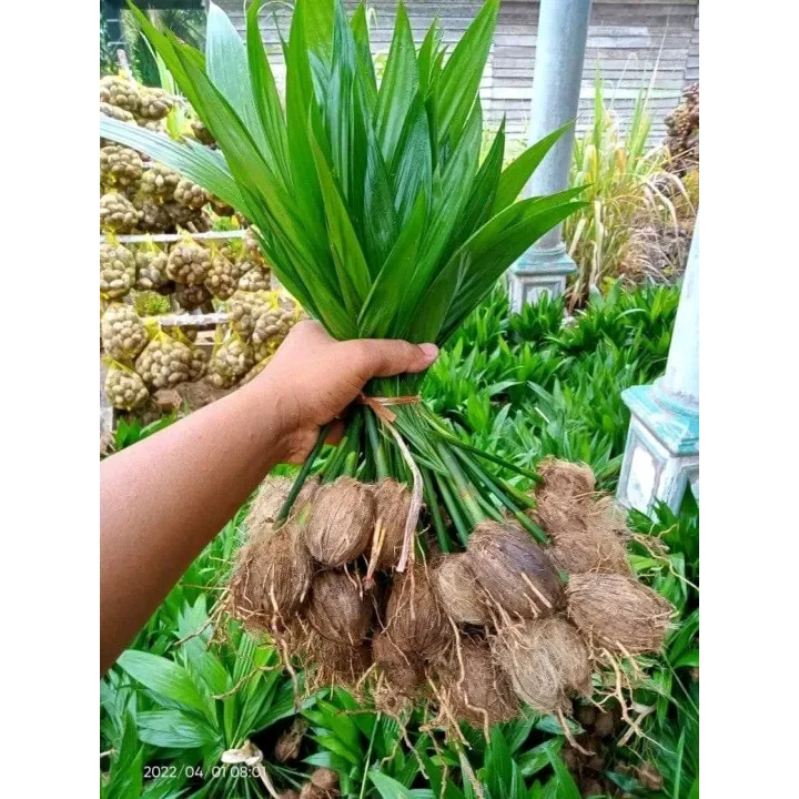 Jual promo' Bibit Pinang, Bibit Pinang Betara Unggul, Bibit Pinang ...