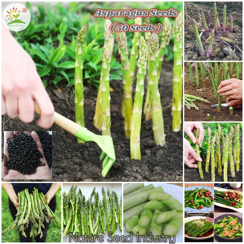 Asparagus Seedlings For Sale