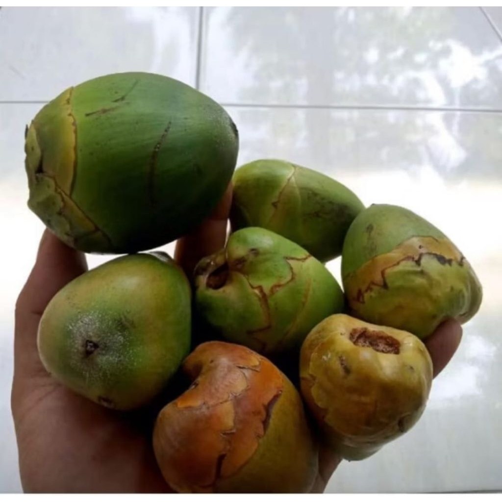 Jual [AS] Paket 1kg Beluluk / Tembuluk / Buruluk / Pentil Kelapa Muda ...