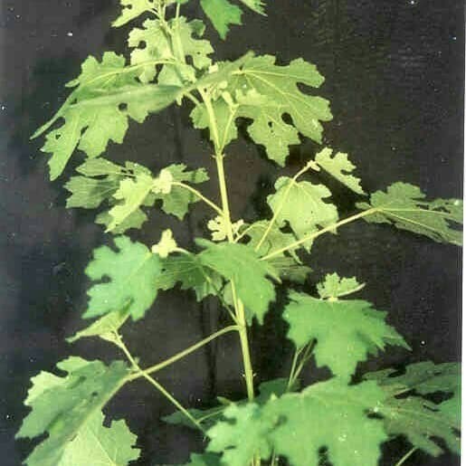 Jual Baru Bibit tanaman pulutan - Urena lobata Linn COD | Shopee Indonesia