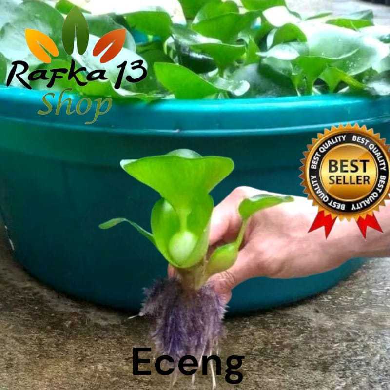 Jual Eceng Gondok Terlengkap & Harga Terbaru Agustus 2026 | Shopee ...