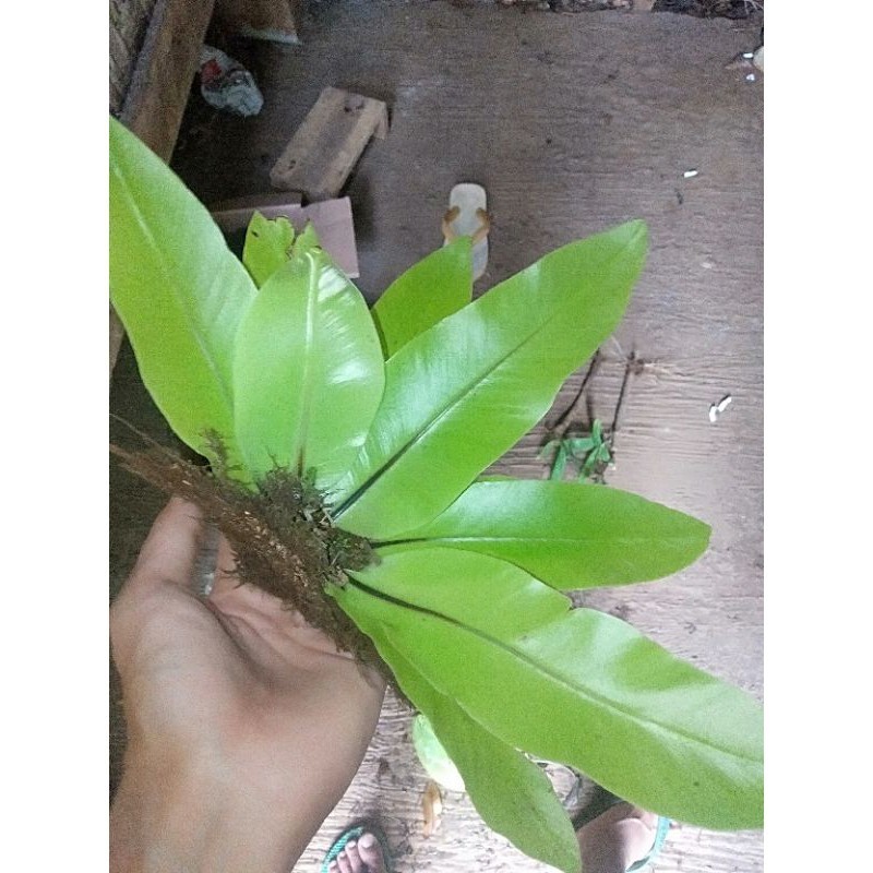 Jual Kadaka Mini Hutan Kadaka Pohon Kadaka Super | Shopee Indonesia