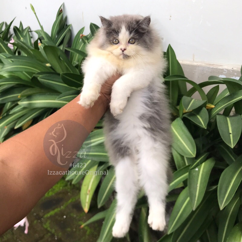 Jual promo makanan kucing Ras mainecoon mix persian | Shopee Indonesia