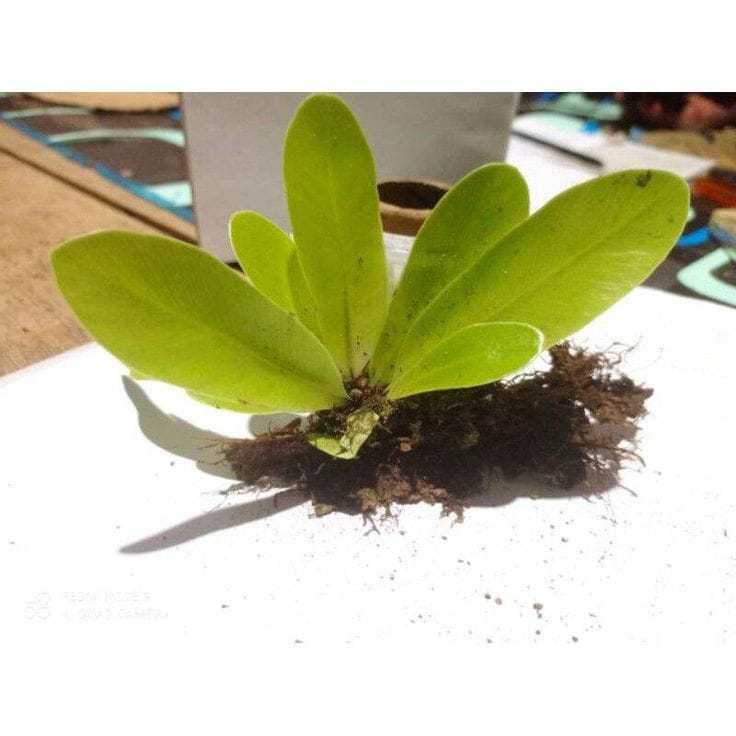 Jual PAKET HEMAT 10Pcs kadaka mini kadaka cabutan hutan | Shopee Indonesia
