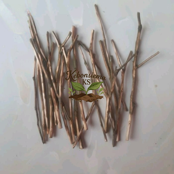 Jual Ranting kayu kering berat 100g untuk kerajinan tangan | Shopee ...