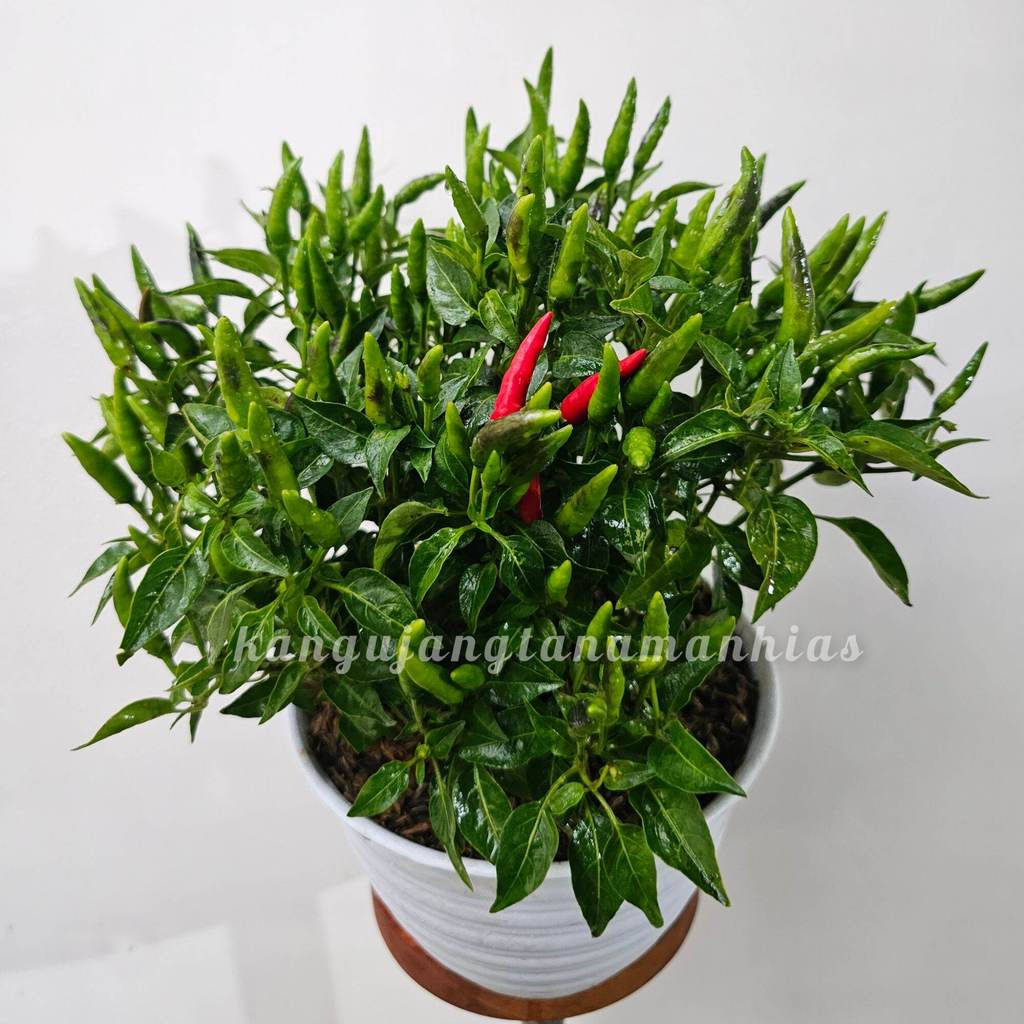 Jual 1 POT TANAMAN CABE RAWIT ( SUDAH BERBUAH BUKAN BIBIT/BIJI ...