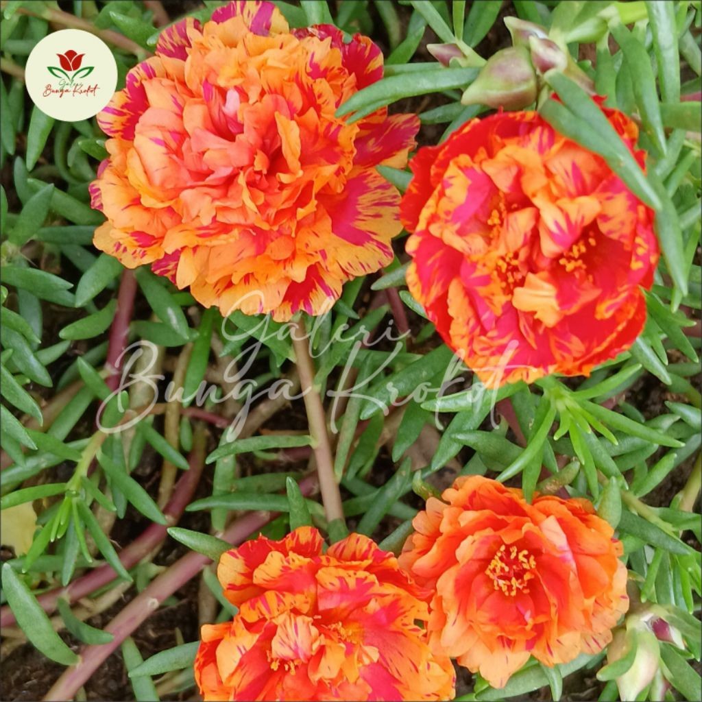 Jual 10 stek krokot tumpuk orange (Raffy green lanscape) | Shopee Indonesia