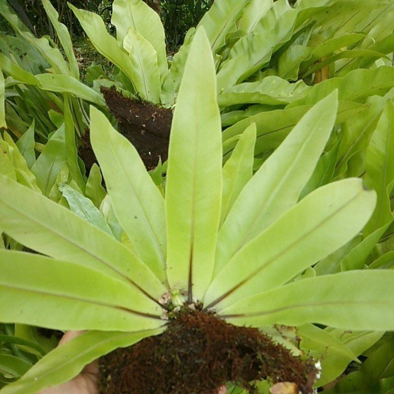 Jual kadaka hutan tanaman hias kadaka pohon murah kadaka mini R2 ...