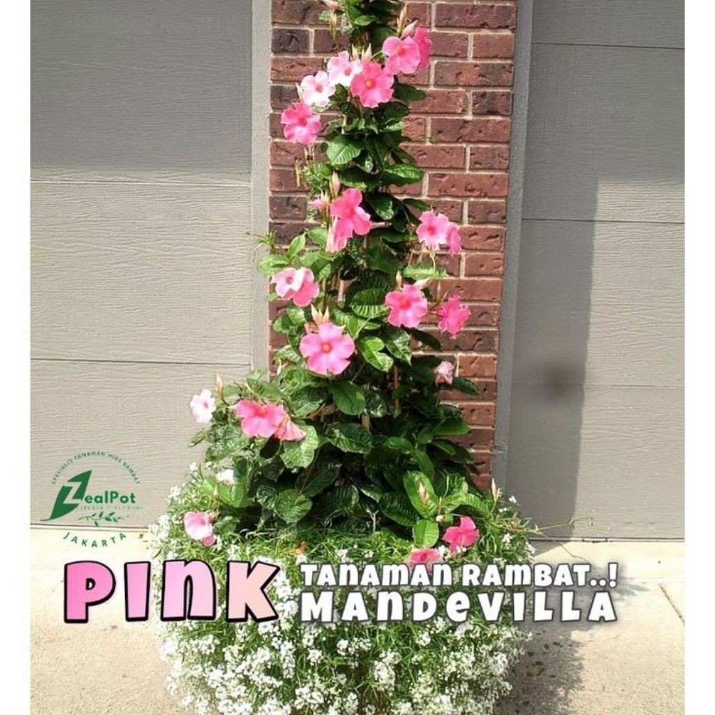 Jual Tanaman Hias Rambat Mandavila Bunga Pink / Pohon Mandavila Pink ...