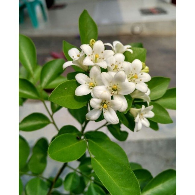 Jual Tanaman kemuning jawa bunga wangi bibit taneman pohon kemuning ...