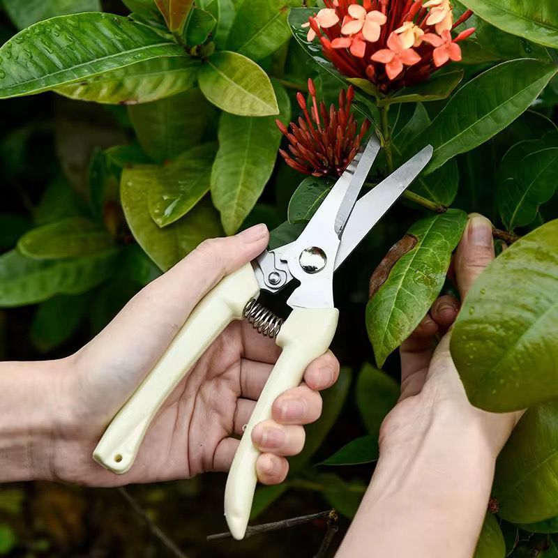 Jual (GROSIRAN) Gunting Dahan Lurus Ranting Bunga Tanaman Gunting Lurus ...