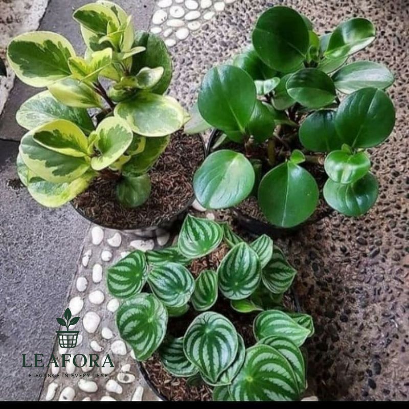 Jual paket murah 3 tanaman peperomia tanaman watermelon tanaman jade ...