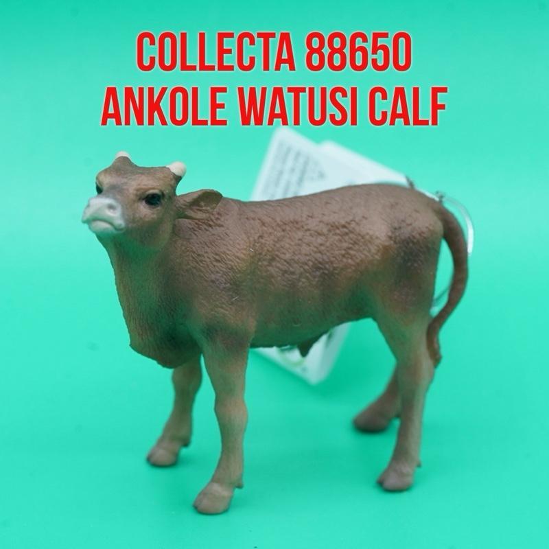 Collecta Mucca Ankole-Watusi - acquista su