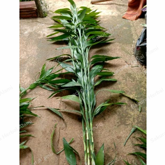 Jual COD bibit tanaman bambu hoki sri rejeki 100cm berakar (PANGPUNG ...
