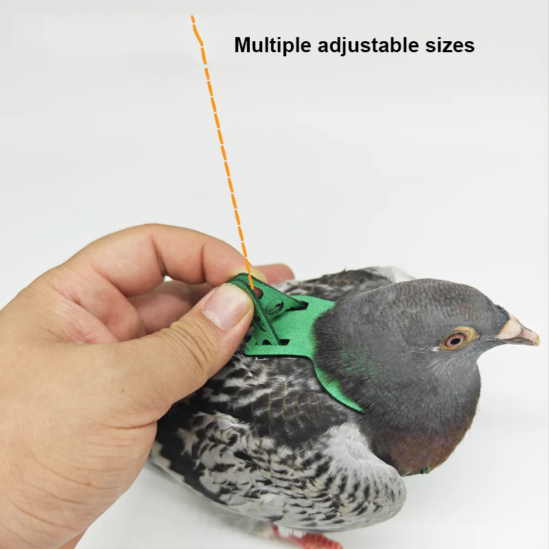 Jual Parrot Pigeon Harness And Leash Flying Anti-bite Traction Rope ...
