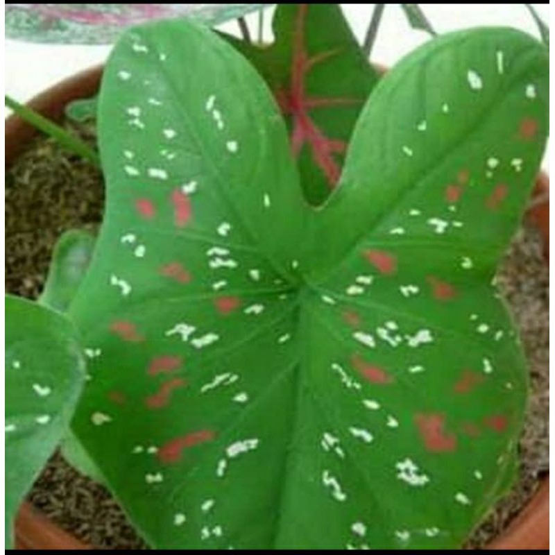 Jual pohon keladi tricolor/tree color/Tanaman hias/tiga warna | Shopee ...