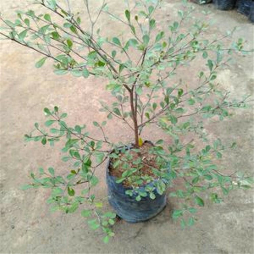 Jual TANAMAN FULL MEDIA Tanaman Hias Kencana Bibit Ketapang Kencana ...