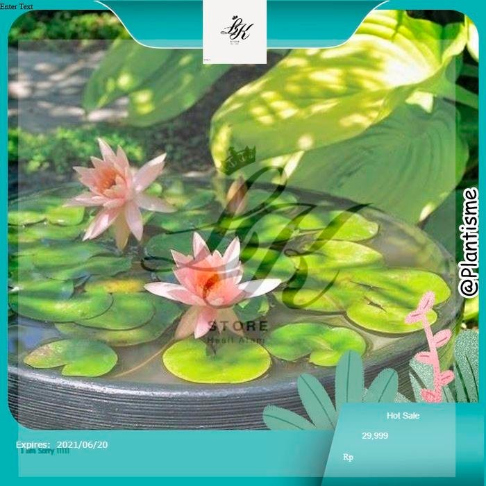 Jual Bunga Ember Lily Terlengkap & Harga Terbaru April 2026 | Shopee ...