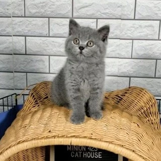 Jual Kucing BSH Terlengkap & Harga Terbaru Desember 2025 | Shopee Indonesia