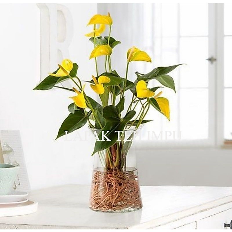 Tanaman Hias Anthurium Micky Mouse Bunga Kuning - Tanaman Hias Hidup - Bunga hidup - Bunga hias